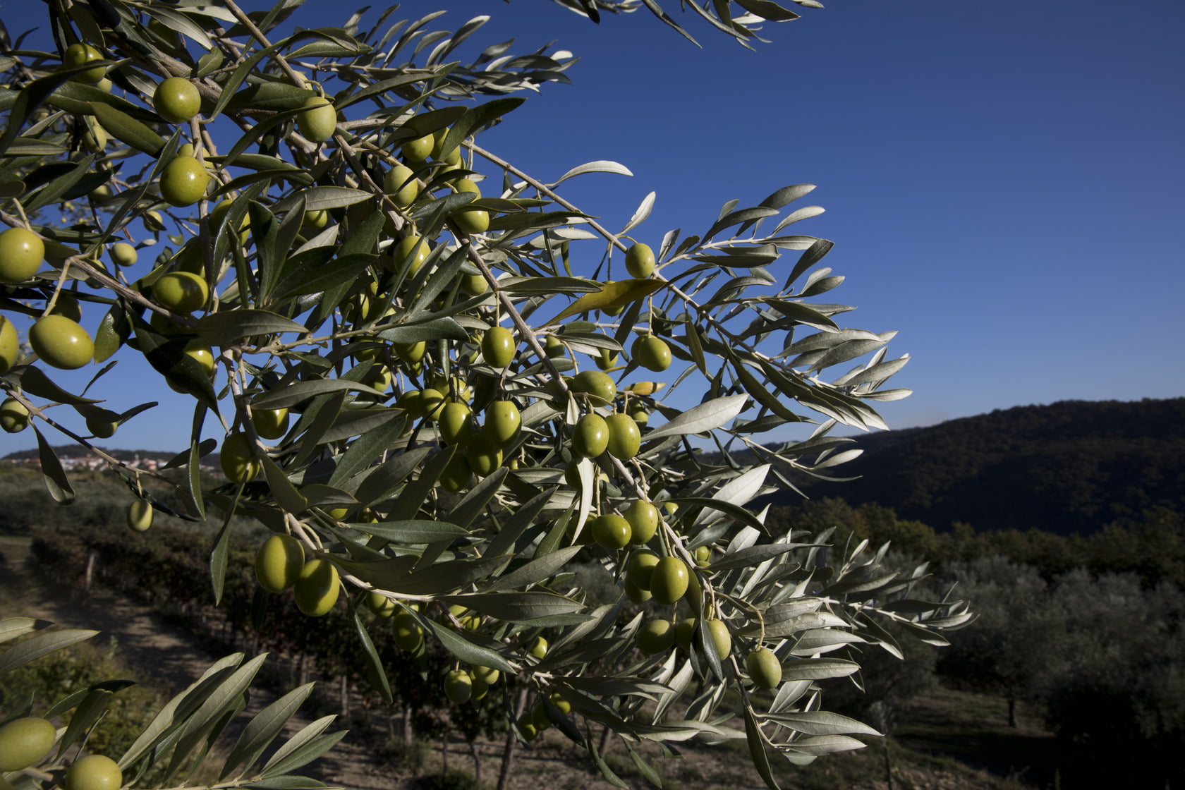 Olive Oil Times: Slovenian Cooperative Focuses on Phenol Levels