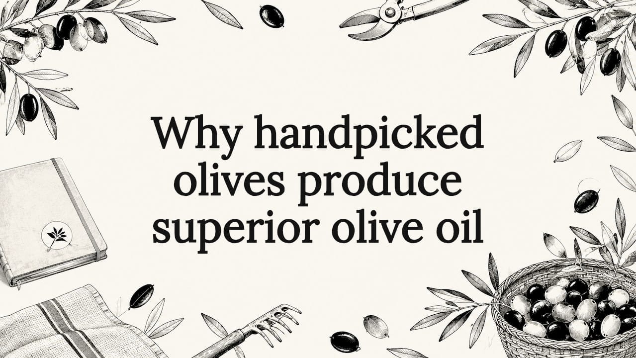 Why handpicked olives produce superior olive oil